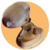 Lupino di Mare