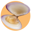 Tellina